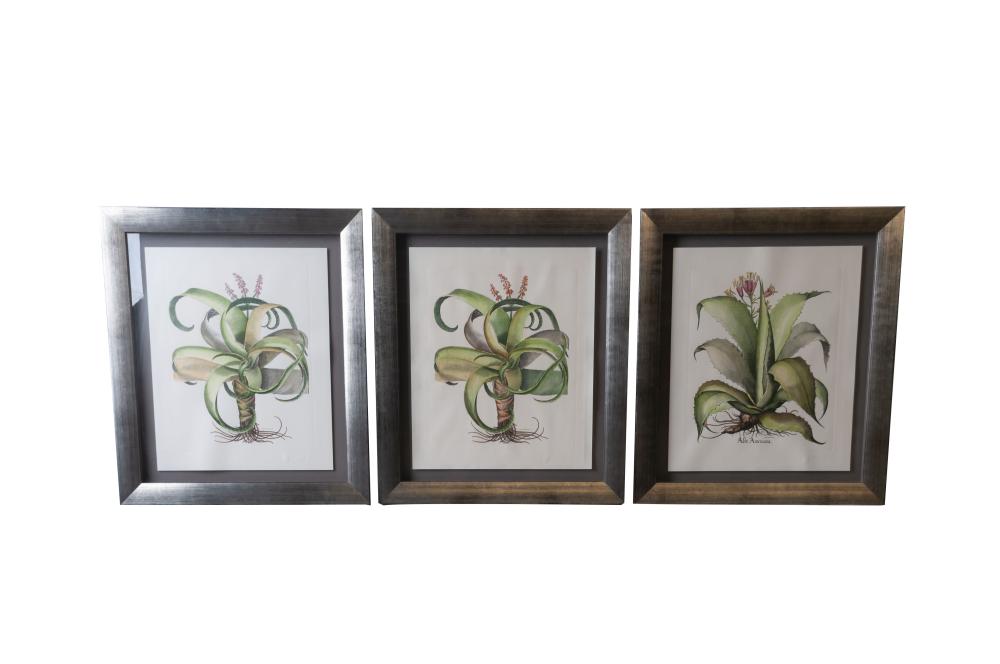 Appraisal: THREE FRAMED BOTANICAL ENGRAVINGSProvenance The Estate of Judith Sterling Morse