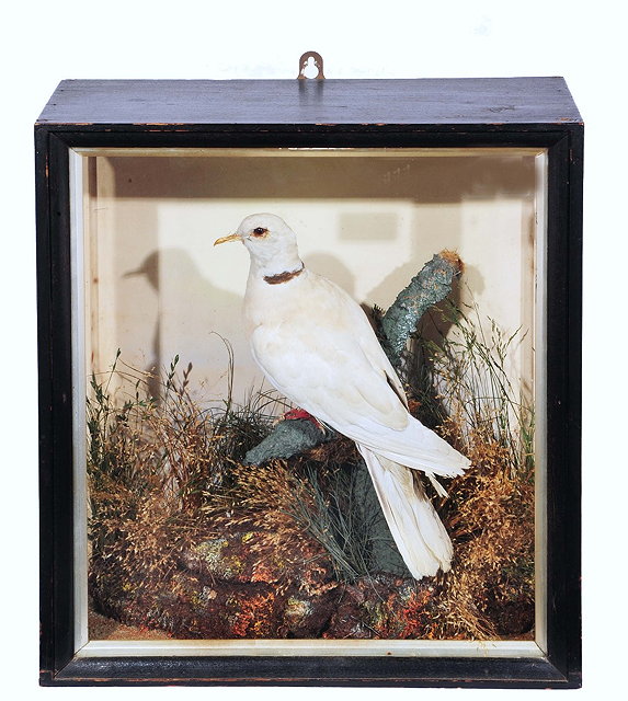 Appraisal: Taxidermy -White-collared dove perched upon a moss and lichen covered