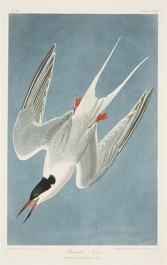 Appraisal: JOHN JAMES AUDUBON American - Roseate Tern handcoloring etching engraving