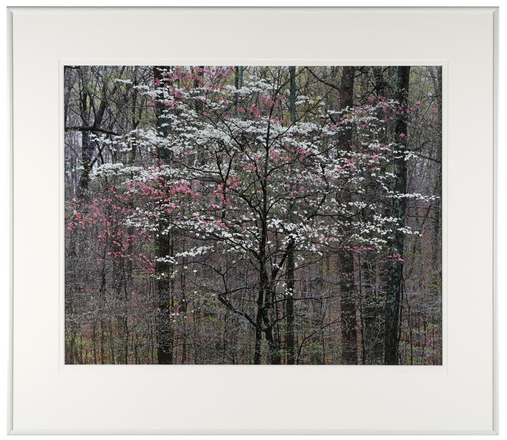 Appraisal: CHRISTOPHER BURKETT B PINK WHITE DOGWOOD KENTUCKY photograph pencil-signed to