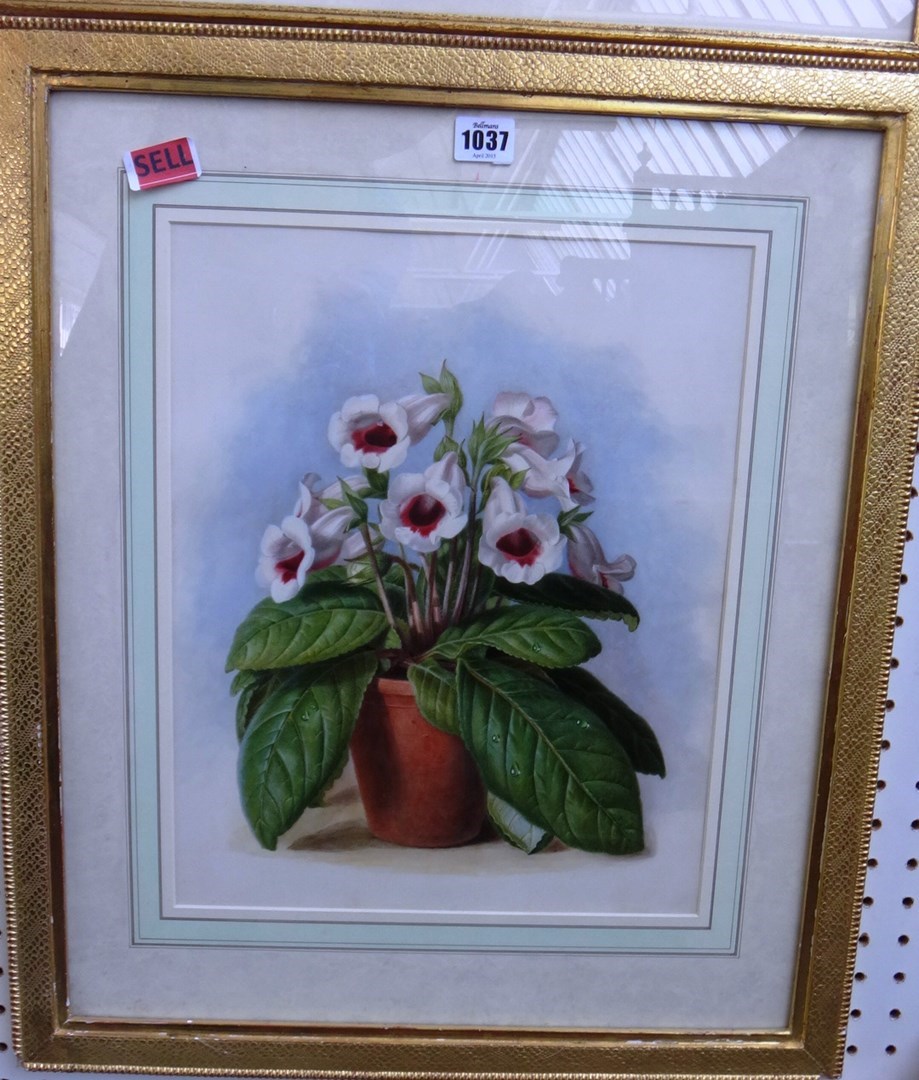 Appraisal: Augusta Innes Withers - Gloxinia watercolour cm x cm