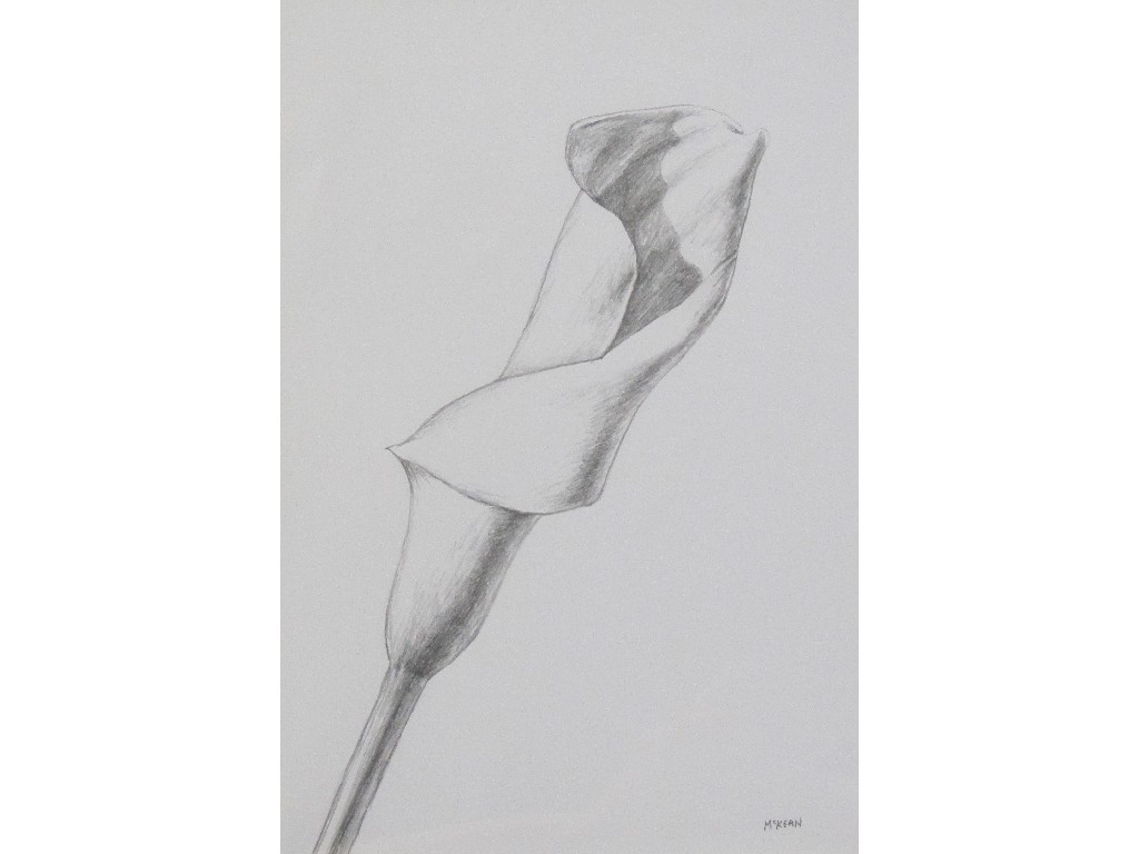 Appraisal: GRAHAM MCKEAN b CALLA LILY Pencil study signed x cm