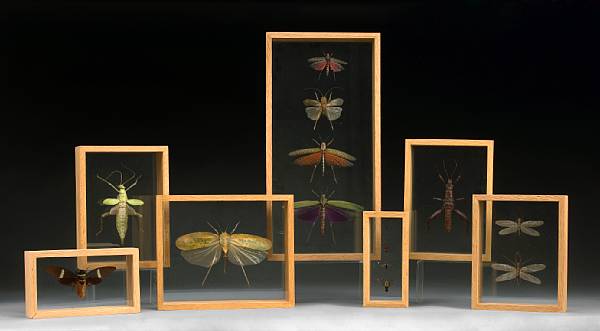 Appraisal: Framed Insect Collection Fulgoridae Tettigoniidae Orthoptera Hemiptera Hymenoptera Phasmatodea Megaloptera