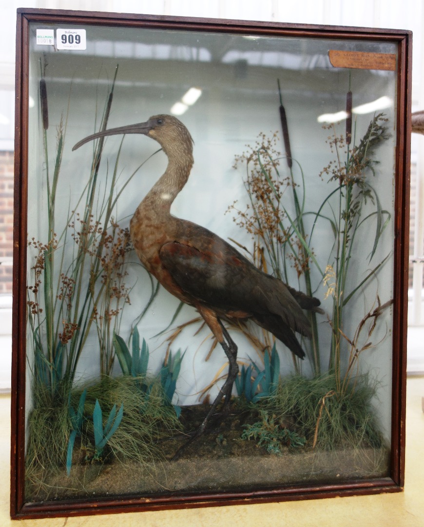 Appraisal: Taxidermy a stuffed glossy Ibis set against a naturalistic backdrop