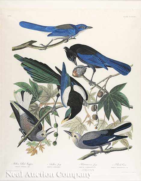 Appraisal: John James Audubon American - Yellow-billed Magpie Stellers Jay Ultramarine