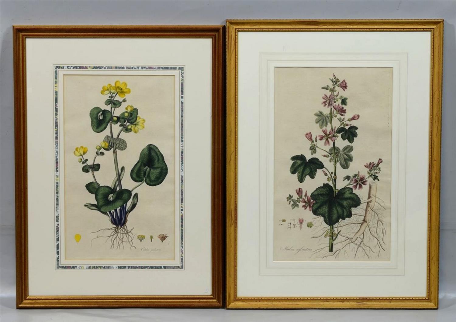 Appraisal: Pair of William Curtis Botanical Prints hand colored engravings Caltha