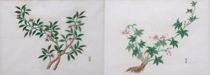 Appraisal: Chinese Watercolors circa th Century Set of botanical watercolors on