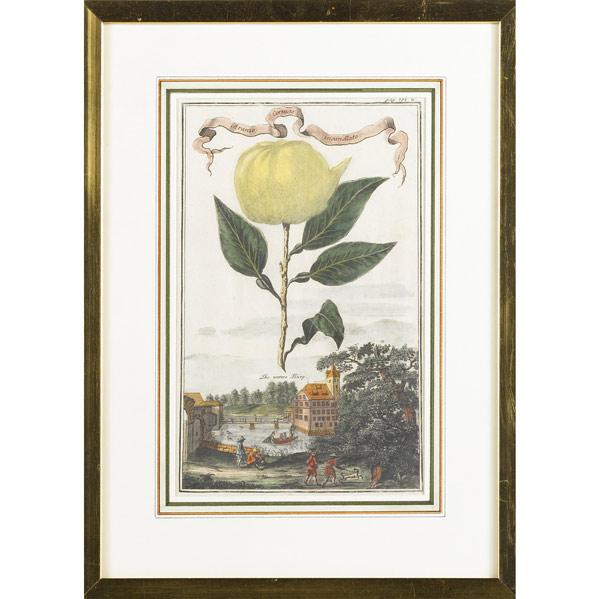 Appraisal: TH C PRINTS Grouping of eight botanical prints all framed