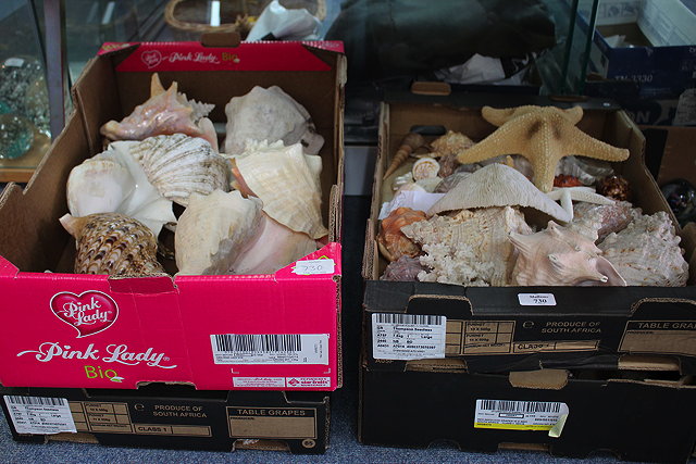 Appraisal: A LARGE COLLECTION OF SHELLS to include conches cowies etc