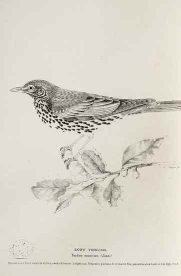 Appraisal: Ornithology - Hale W G The Meyers' Illustrations of British