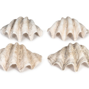 Appraisal: A Collection of Four Giant Clam Shells Width of largest