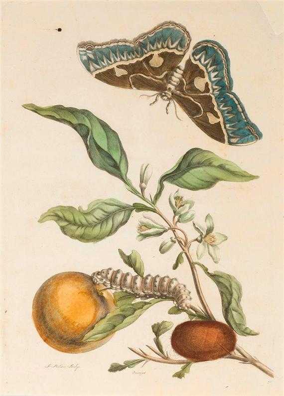 Appraisal: BOTANY -Maria Sibylla Merian - Lot of sheets Baccores Banana