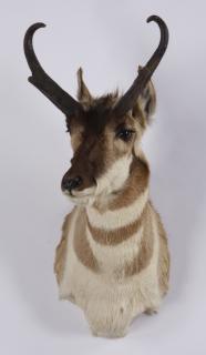 Appraisal: Prong horn antelope shoulder mount Prong horn antelope shoulder mount