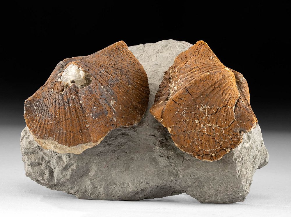 Appraisal: Paleozoic Brachiopod Fossils on Shale Ancient seas Paleozoic period ca