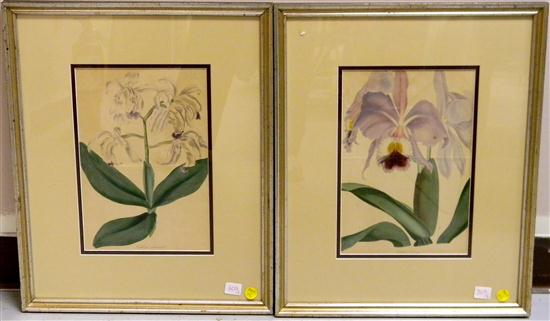 Appraisal: Pair of th C botanical prints of flowers matted and