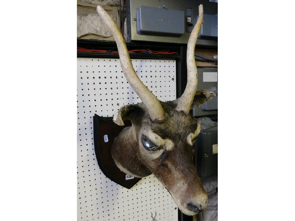 Appraisal: A stuffed and mounted Antelope's head raised on a shield