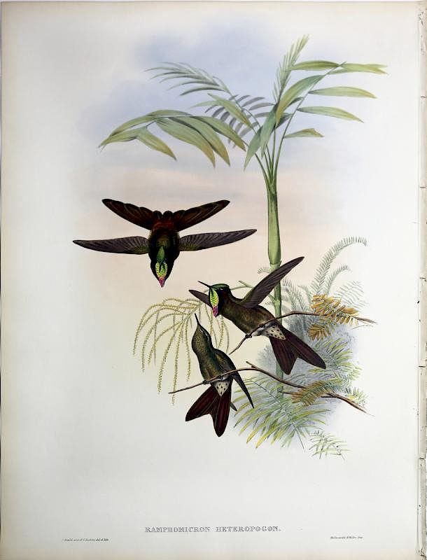 Appraisal: Beautiful Hand Colored Lithographs of Hummingbirds by Gould Ramphomicron Heteropogon