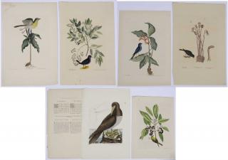 Appraisal: Mark Catesby British - Six prints The Blew Linnet T