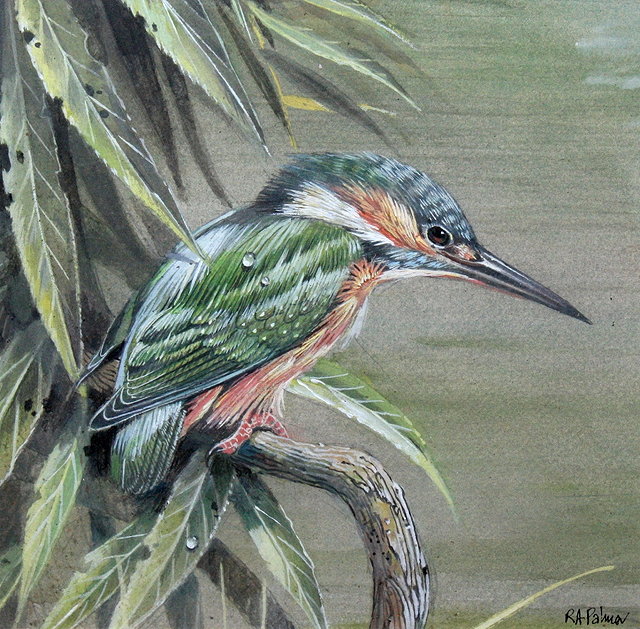 Appraisal: ROBERT A PALMER CONTEMPORARY 'Kingfisher Diver ' signed watercolour x