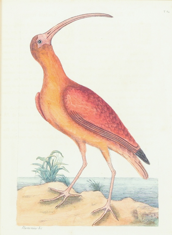 Appraisal: RED CURLEW PRINT MARK CATESBY England - Hand colored engraving