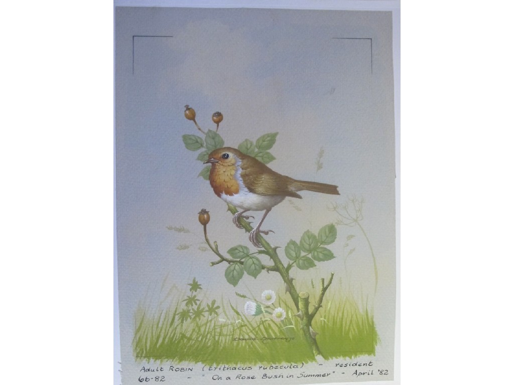 Appraisal: DAVID ANDREWS TH CENTURY ADULT ROBIN AND GOLDCREST Gouache signed