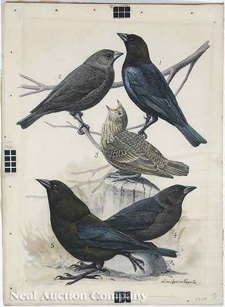 Appraisal: Louis Agassiz Fuertes American - Cowbird Red-Eyed Cowbird on twigs