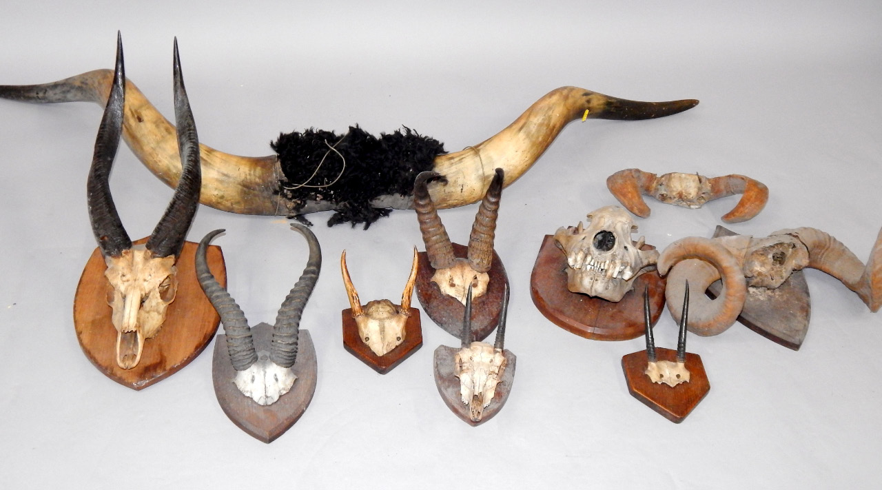 Appraisal: A pair of cow horns and various horns and skulls