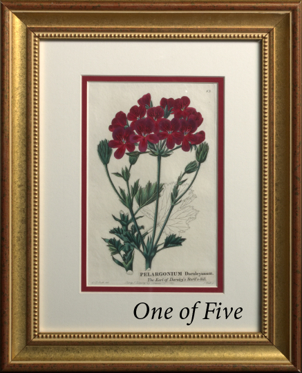 Appraisal: British School Mid- th Century Geraniums suite of five hand-colored