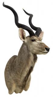 Appraisal: GREATER KUDU ANTELOPE TAXIDERMY MOUNT Greater Kudu antelope taxidermy mount