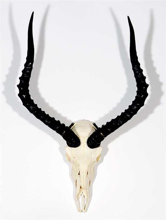 Appraisal: Impala skull and horns specimen H W Other Notes Purchasers