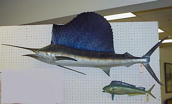 Appraisal: Two taxidermy mounts one sail fish and another game fish