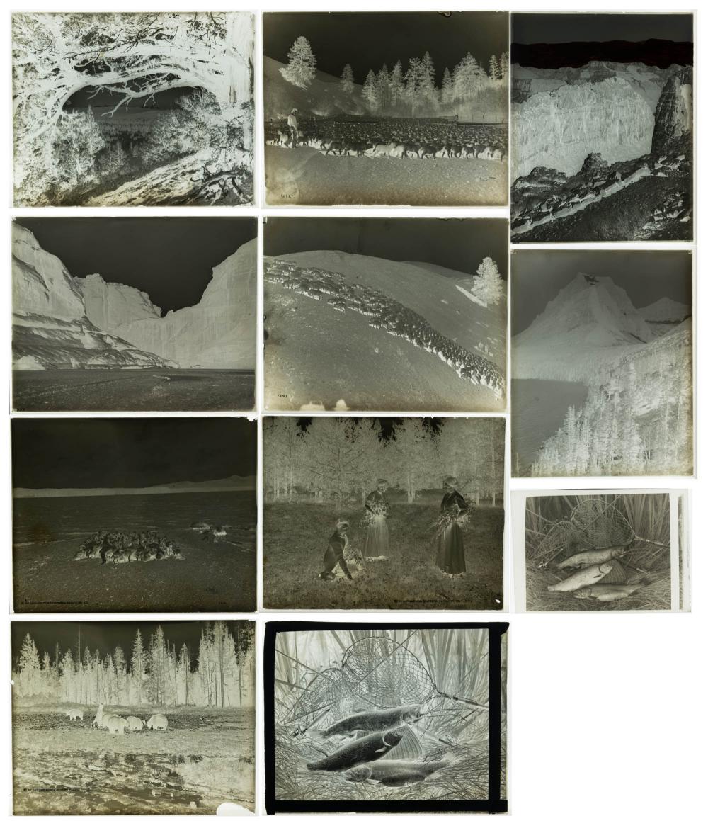 Appraisal: TEN PHOTOGRAPHIC GLASS NEGATIVES landscapes and wildlife x negatives early