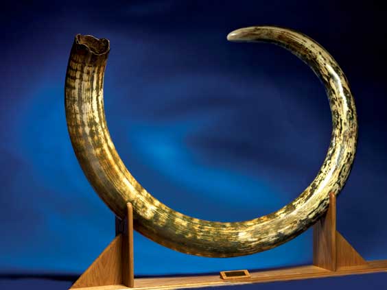 Appraisal: A LARGE WOOLLY MAMMOTH TUSK Mammuthus Primigenius Pleistocene Tamyr Peninsula