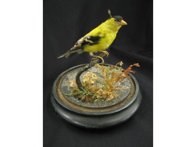 Appraisal: Victorian Taxidermy Bird yellow finch under glass dome tall