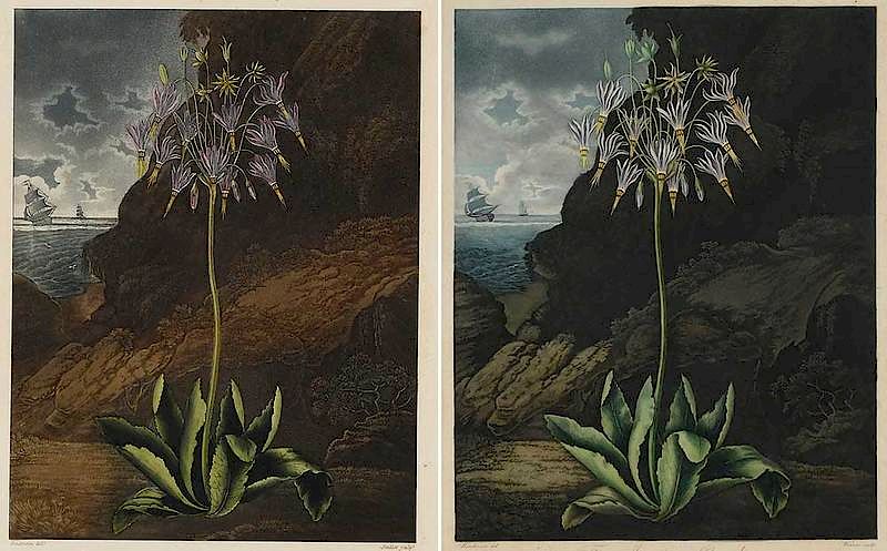 Appraisal: Dr Robert John Thornton British - Two plates from The