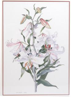 Appraisal: Signed B Gillespie Lilium Casablanca or Oriental Lilies dated signed