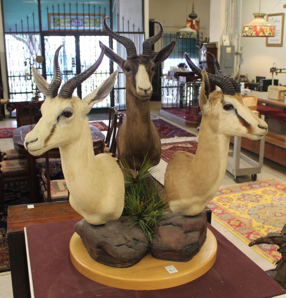 Appraisal: AFRICAN ANTELOPE TRIO TAXIDERMY MOUNT South Africa early st century