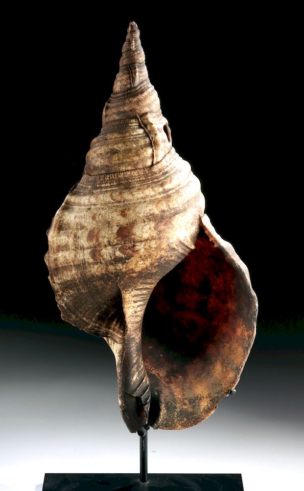 Appraisal: th C Papua New Guinea Conch Shell Trumpet Tutue Oceania