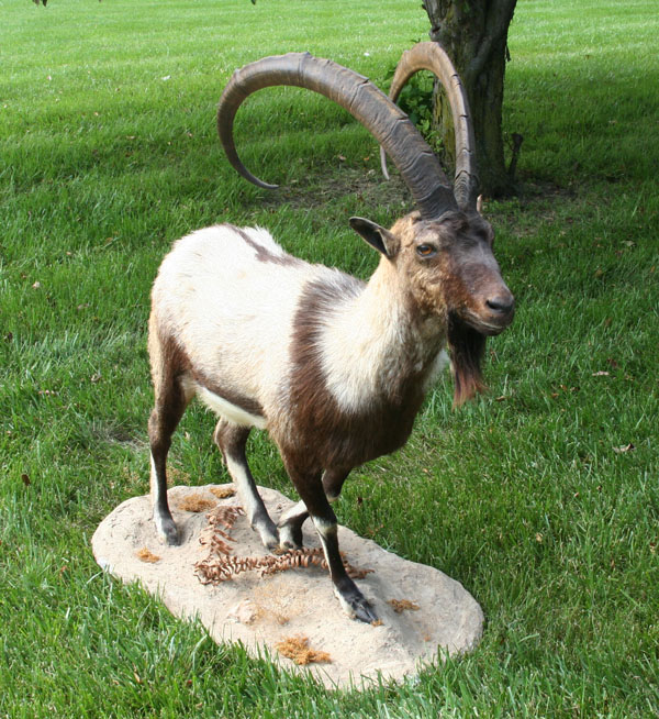 Appraisal: Ibex taxidermy mount male mounted on arrid base Overall H