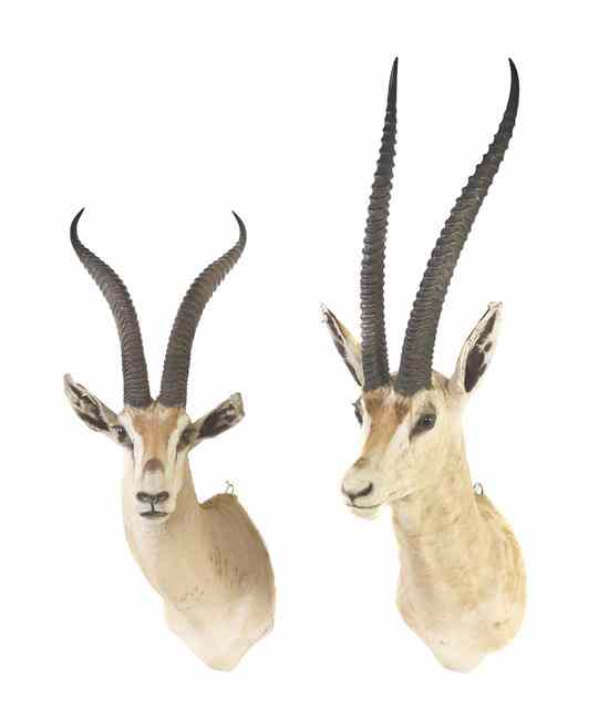 Appraisal: Two Taxidermy Gazelle Shoulder Mounts Height of taller inches