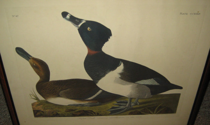 Appraisal: AFTER JOHN JAMES AUDUBON FRENCH AMERICAN - TURN-STONE No PLATE