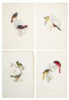 Appraisal: GOULD JOHN Six hand-colored lithographed plates extracted from Gould's A