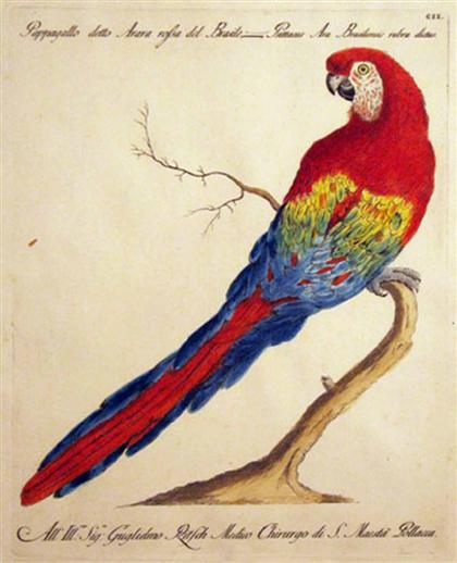 Appraisal: pieces Hand-Colored Engravings Manetti Xaviero et al Parrots Pappagallo detto