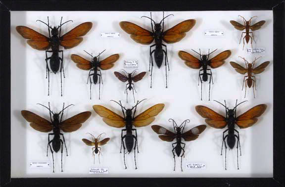 Appraisal: Shadowboxed Collection of Insect Specimens the white background and black