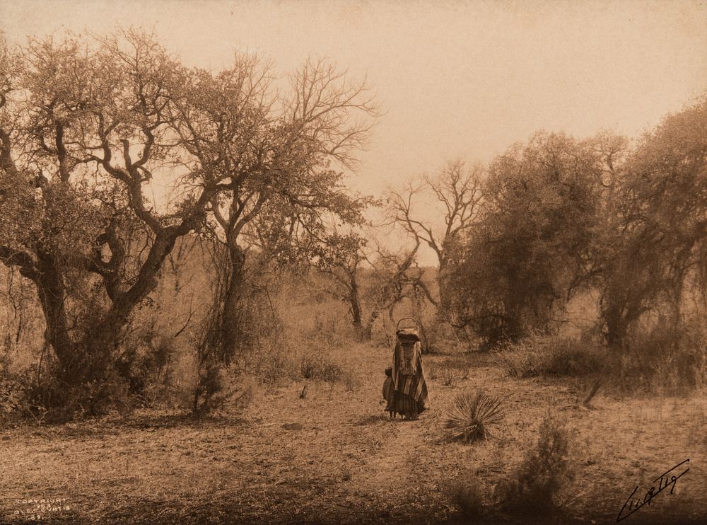 Appraisal: Edward Curtis Among the Oaks - Apache Edward S Curtis