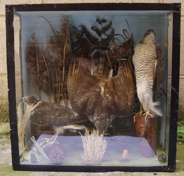 Appraisal: Three stuffed taxidermy sparrow-hawks in a glazed case amongst naturalistic