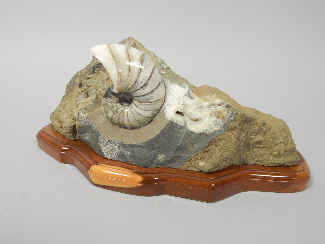 Appraisal: A fossilized nautilus shell discovered at Conesby Quarry Scunthorpe on