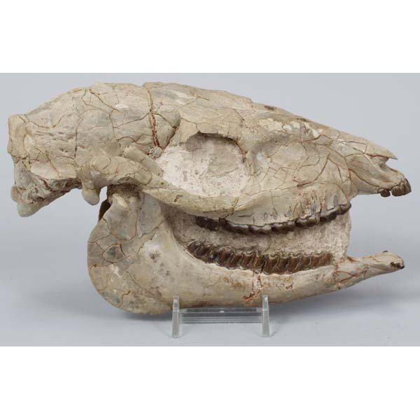 Appraisal: Mesohippus Bairdi fossil prehistoric horse skull Oligocene Brute Formation x