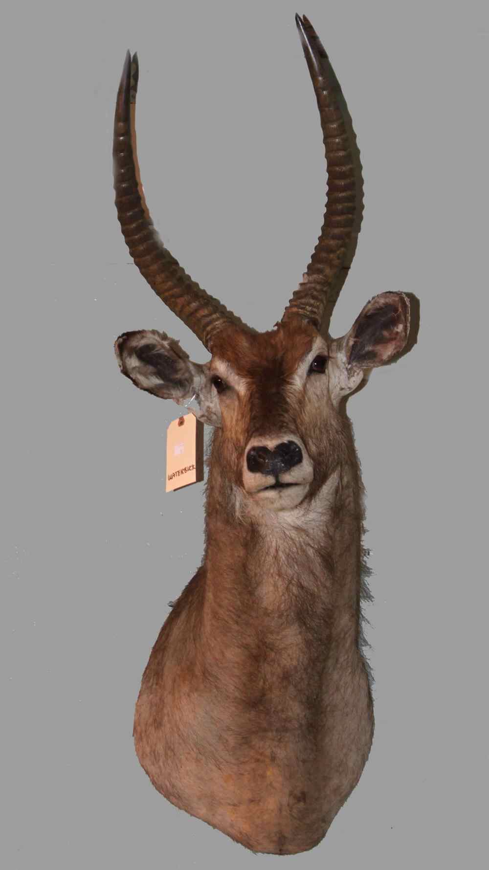 Appraisal: EAST AFRICAN WATERBUCK TAXIDERMY SHOULDER MOUNT JONAS BROS an antelope