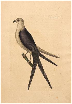 Appraisal: Mark Catesby engraving British - The Swallow Tail Hawk from